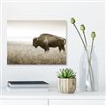 Picture of Bison Field _GroupedProduct_Rectangle_Landscape_Photography _GroupedProduct_Rectangle_Landscape_Unframed_Print_Only_