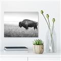 Picture of Bison Field _GroupedProduct_Rectangle_Landscape_Photography _GroupedProduct_Rectangle_Landscape_Unframed_Print_Only_