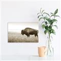 Picture of Bison Field _GroupedProduct_Rectangle_Landscape_Photography _GroupedProduct_Rectangle_Landscape_Unframed_Print_Only_