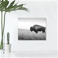 Picture of Bison Field _GroupedProduct_Rectangle_Landscape_Photography _GroupedProduct_Rectangle_Landscape_Unframed_Print_Only_
