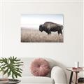 Picture of Bison Field _GroupedProduct_Rectangle_Landscape_Photography _GroupedProduct_Rectangle_Landscape_Unframed_Print_Only_