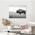 Picture of Bison Field _GroupedProduct_Rectangle_Landscape_Photography _GroupedProduct_Rectangle_Landscape_Unframed_Print_Only_