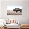Picture of Bison Field _GroupedProduct_Rectangle_Landscape_Photography _GroupedProduct_Rectangle_Landscape_Unframed_Print_Only_