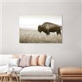 Picture of Bison Field _GroupedProduct_Rectangle_Landscape_Photography _GroupedProduct_Rectangle_Landscape_Unframed_Print_Only_