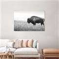 Picture of Bison Field _GroupedProduct_Rectangle_Landscape_Photography _GroupedProduct_Rectangle_Landscape_Unframed_Print_Only_