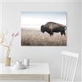 Picture of Bison Field _GroupedProduct_Rectangle_Landscape_Photography _GroupedProduct_Rectangle_Landscape_Unframed_Print_Only_