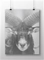 Picture of The Ram _GroupedProduct_Rectangle_Landscape_Photography _GroupedProduct_Rectangle_Landscape_Unframed_Print_Only_
