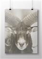 Picture of The Ram _GroupedProduct_Rectangle_Landscape_Photography _GroupedProduct_Rectangle_Landscape_Unframed_Print_Only_