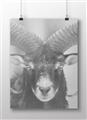 Picture of The Ram _GroupedProduct_Rectangle_Landscape_Photography _GroupedProduct_Rectangle_Landscape_Unframed_Print_Only_
