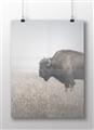 Picture of Bison Field _GroupedProduct_Rectangle_Landscape_Photography _GroupedProduct_Rectangle_Landscape_Unframed_Print_Only_