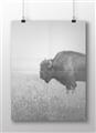 Picture of Bison Field _GroupedProduct_Rectangle_Landscape_Photography _GroupedProduct_Rectangle_Landscape_Unframed_Print_Only_