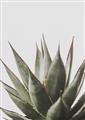 Picture of Cactus Succulent _GroupedProduct_Rectangle_Portrait_Photography _GroupedProduct_Rectangle_Portrait_Unframed_Print_Only_