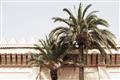 Picture of Wall with Palm Tree _GroupedProduct_Rectangle_Landscape_Photography _GroupedProduct_Rectangle_Landscape_Unframed_Print_Only_