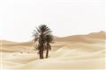 Picture of Sandy Desert  _GroupedProduct_Rectangle_Landscape_Photography _GroupedProduct_Rectangle_Landscape_Unframed_Print_Only_
