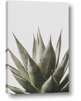 Picture of Cactus Succulent