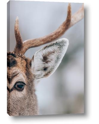 Picture of Eye of the Deer