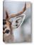 Picture of Eye of the Deer