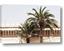 Picture of Wall with Palm Tree