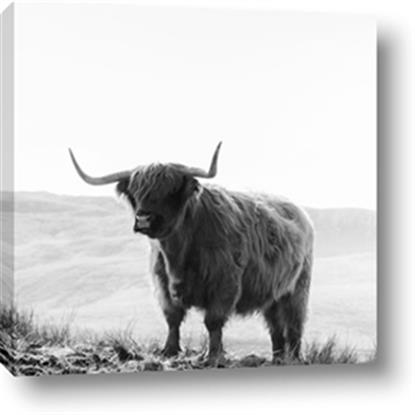 Picture of Scottish Fields Highland B&W