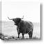 Picture of Scottish Fields Highland B&W