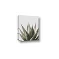 Picture of Cactus Succulent _GroupedProduct_Rectangle_Portrait_Photography _GroupedProduct_Rectangle_Portrait_Canvas_