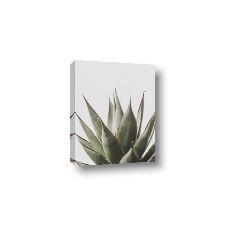 Picture of Cactus Succulent _GroupedProduct_Rectangle_Portrait_Photography _GroupedProduct_Rectangle_Portrait_Canvas_