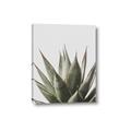 Picture of Cactus Succulent _GroupedProduct_Rectangle_Portrait_Photography _GroupedProduct_Rectangle_Portrait_Canvas_