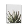 Picture of Cactus Succulent _GroupedProduct_Rectangle_Portrait_Photography _GroupedProduct_Rectangle_Portrait_Canvas_