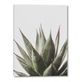 Picture of Cactus Succulent _GroupedProduct_Rectangle_Portrait_Photography _GroupedProduct_Rectangle_Portrait_Canvas_