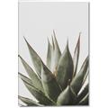 Picture of Cactus Succulent _GroupedProduct_Rectangle_Portrait_Photography _GroupedProduct_Rectangle_Portrait_Canvas_