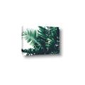 Picture of Fern Garden  _GroupedProduct_Rectangle_Landscape_Photography _GroupedProduct_Rectangle_Landscape_Canvas_