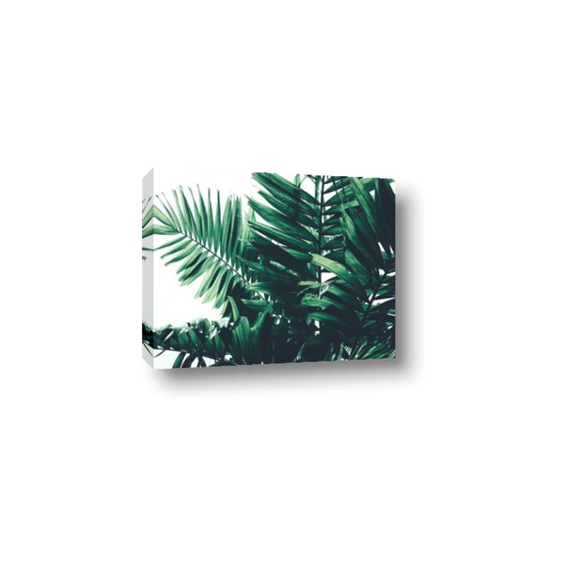 Picture of Fern Garden  _GroupedProduct_Rectangle_Landscape_Photography _GroupedProduct_Rectangle_Landscape_Canvas_