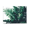 Picture of Fern Garden  _GroupedProduct_Rectangle_Landscape_Photography _GroupedProduct_Rectangle_Landscape_Canvas_