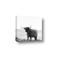 Picture of Scottish Fields Highland B&W _GroupedProduct_Square_Photography _GroupedProduct_Square_Canvas_
