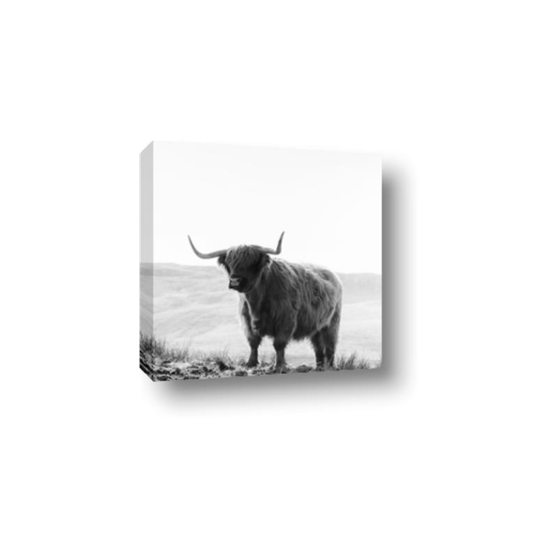 Picture of Scottish Fields Highland B&W _GroupedProduct_Square_Photography _GroupedProduct_Square_Canvas_