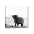 Picture of Scottish Fields Highland B&W _GroupedProduct_Square_Photography _GroupedProduct_Square_Canvas_