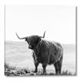 Picture of Scottish Fields Highland B&W _GroupedProduct_Square_Photography _GroupedProduct_Square_Canvas_