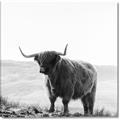 Picture of Scottish Fields Highland B&W _GroupedProduct_Square_Photography _GroupedProduct_Square_Canvas_