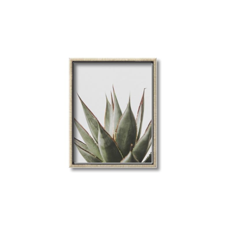 Picture of Cactus Succulent _GroupedProduct_Rectangle_Portrait_Photography _GroupedProduct_Rectangle_Portrait_Canvas_Framed_