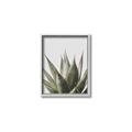 Picture of Cactus Succulent _GroupedProduct_Rectangle_Portrait_Photography _GroupedProduct_Rectangle_Portrait_Canvas_Framed_