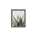 Picture of Cactus Succulent _GroupedProduct_Rectangle_Portrait_Photography _GroupedProduct_Rectangle_Portrait_Canvas_Framed_
