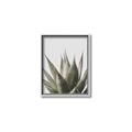Picture of Cactus Succulent _GroupedProduct_Rectangle_Portrait_Photography _GroupedProduct_Rectangle_Portrait_Canvas_Framed_