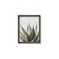 Picture of Cactus Succulent _GroupedProduct_Rectangle_Portrait_Photography _GroupedProduct_Rectangle_Portrait_Canvas_Framed_
