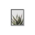 Picture of Cactus Succulent _GroupedProduct_Rectangle_Portrait_Photography _GroupedProduct_Rectangle_Portrait_Canvas_Framed_