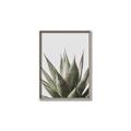 Picture of Cactus Succulent _GroupedProduct_Rectangle_Portrait_Photography _GroupedProduct_Rectangle_Portrait_Canvas_Framed_