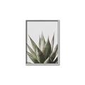 Picture of Cactus Succulent _GroupedProduct_Rectangle_Portrait_Photography _GroupedProduct_Rectangle_Portrait_Canvas_Framed_