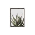 Picture of Cactus Succulent _GroupedProduct_Rectangle_Portrait_Photography _GroupedProduct_Rectangle_Portrait_Canvas_Framed_