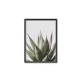 Picture of Cactus Succulent _GroupedProduct_Rectangle_Portrait_Photography _GroupedProduct_Rectangle_Portrait_Canvas_Framed_
