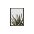 Picture of Cactus Succulent _GroupedProduct_Rectangle_Portrait_Photography _GroupedProduct_Rectangle_Portrait_Canvas_Framed_