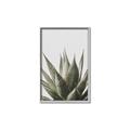 Picture of Cactus Succulent _GroupedProduct_Rectangle_Portrait_Photography _GroupedProduct_Rectangle_Portrait_Canvas_Framed_